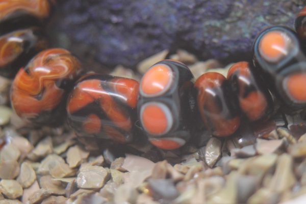 Classic Orange and Black - Image 5